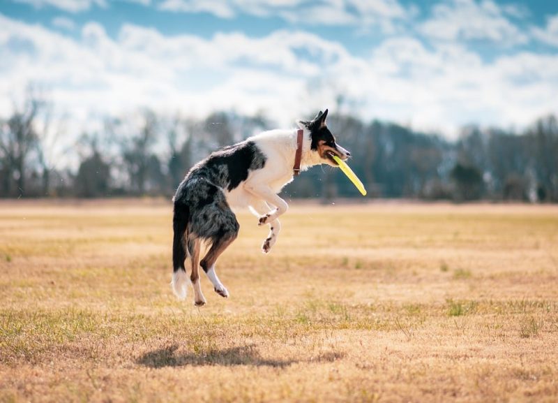 Taking Flight with Fido: How to Navigate Air Travel with Your Pet