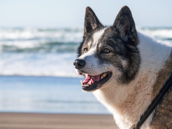 Flying High: The Dos and Don’ts of Traveling with Pets by Air