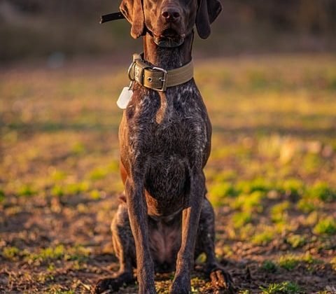 Heads in the Clouds: The Benefits of Bringing Your Pet on Board