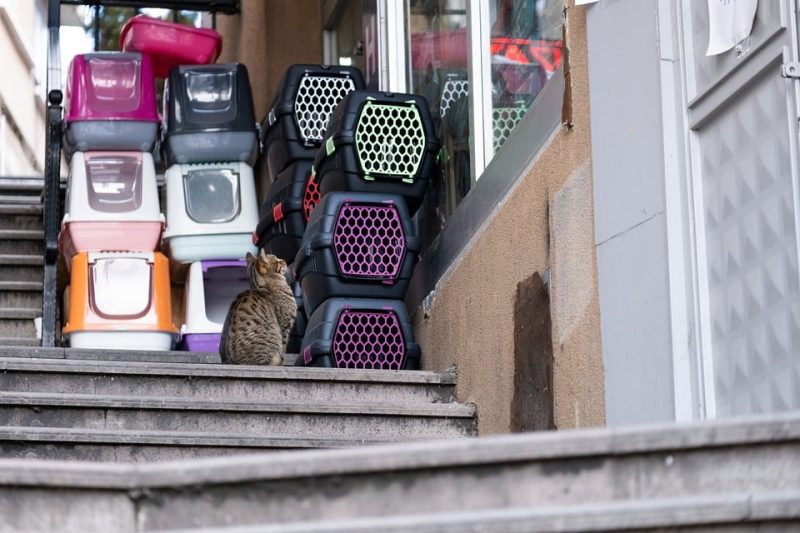 Jet-Setting with Fluffy: Your Guide to Pet-Friendly Airline Policies