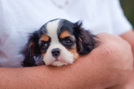 Pet-Friendly Airlines: Where to Go for Stress-Free Pet Travel