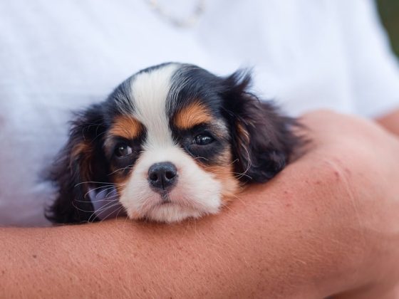 Pet-Friendly Airlines: Where to Go for Stress-Free Pet Travel