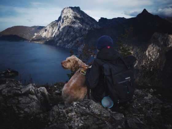 Pet-Friendly Adventures: Tips for Traveling with Your Furry BFF!